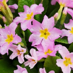 IMG_20260301_113738.jpg, mar. 2026